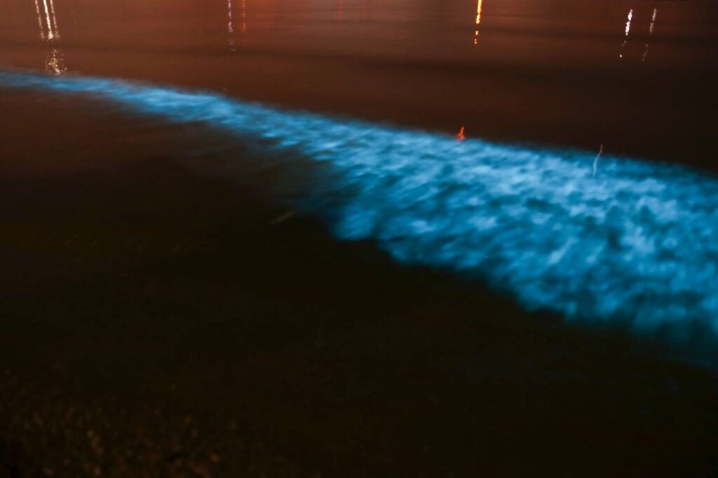 Electric-blue bioluminescent plankton glowing in the surf along a dark beach at night