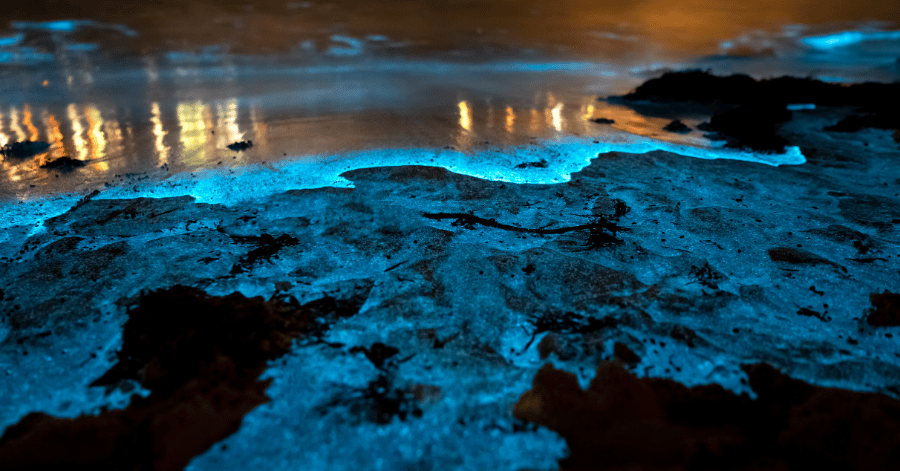 Blue bioluminescent waves glowing along a dark rocky shoreline with distant lights