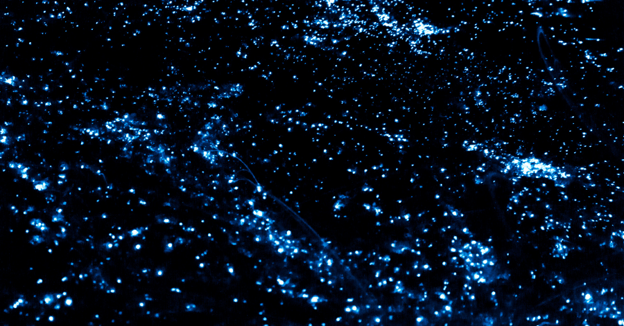 Close-up of glowing blue bioluminescent plankton scattered across dark water