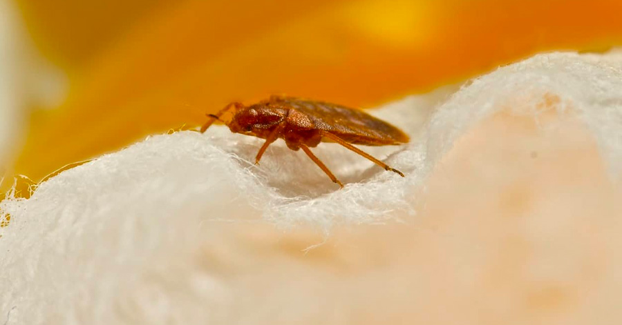 How To Avoid Bedbugs On Your Travels