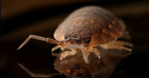 How To Avoid Bedbugs On Your Travels