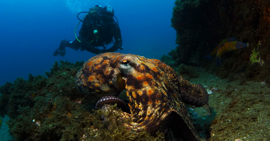 YouTrip's Guide To The Best Scuba Diving Sites In Europe