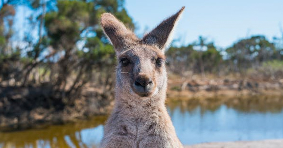 11 Ways To Save Money While Visiting Australia 2023
