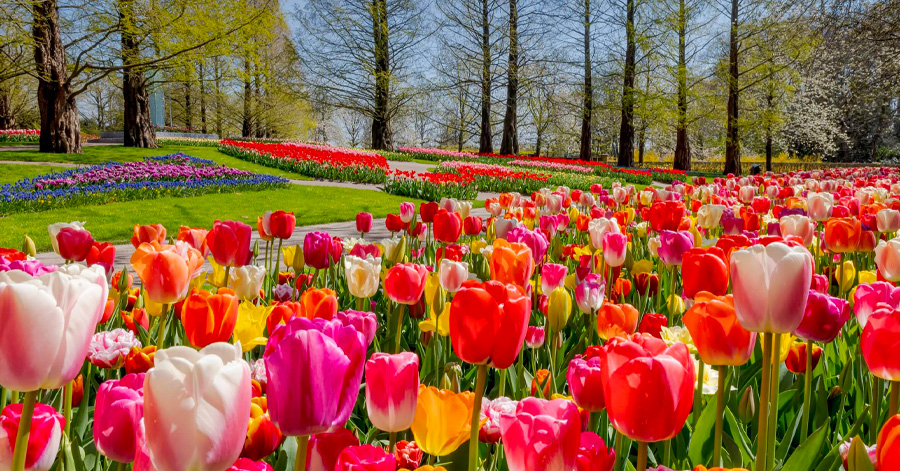 A Guide To Tulip Season In Amsterdam 2024