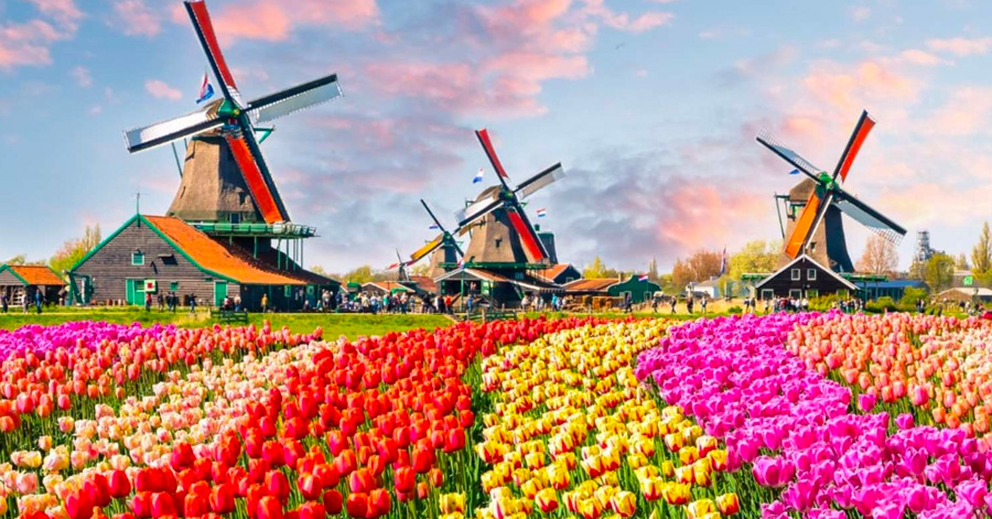 A Guide To Tulip Season In Amsterdam 2024