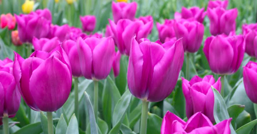 A Guide To Tulip Season In Amsterdam 2024