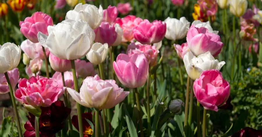 A Guide To Tulip Season In Amsterdam 2024