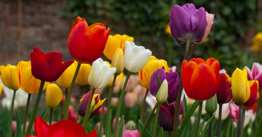 A Guide To Tulip Season In Amsterdam 2024