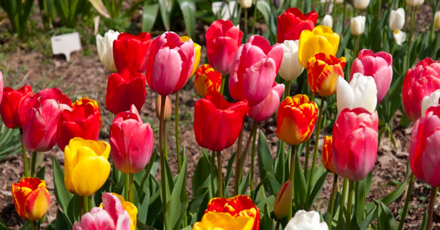 A Guide To Tulip Season In Amsterdam 2024