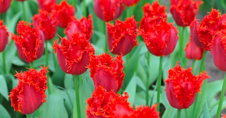 A Guide To Tulip Season In Amsterdam 2024