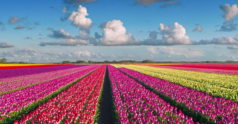 A Guide To Tulip Season In Amsterdam 2024