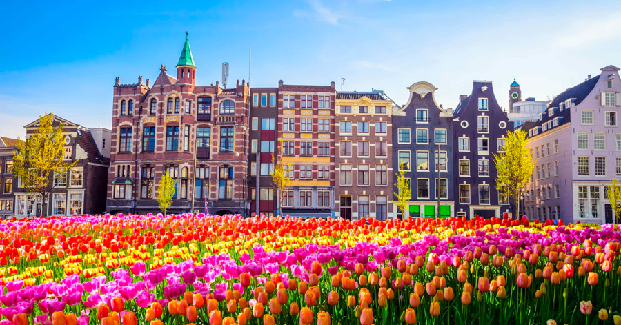 A Guide To Tulip Season In Amsterdam 2024