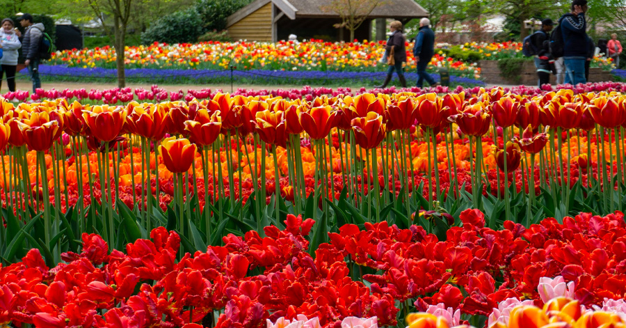 A Guide To Tulip Season In Amsterdam 2024