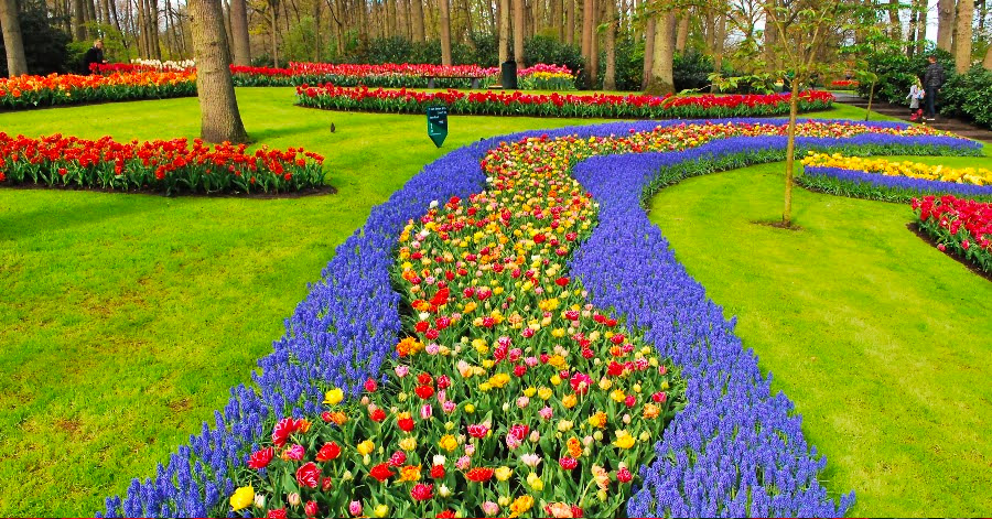 A Guide To Tulip Season In Amsterdam 2024