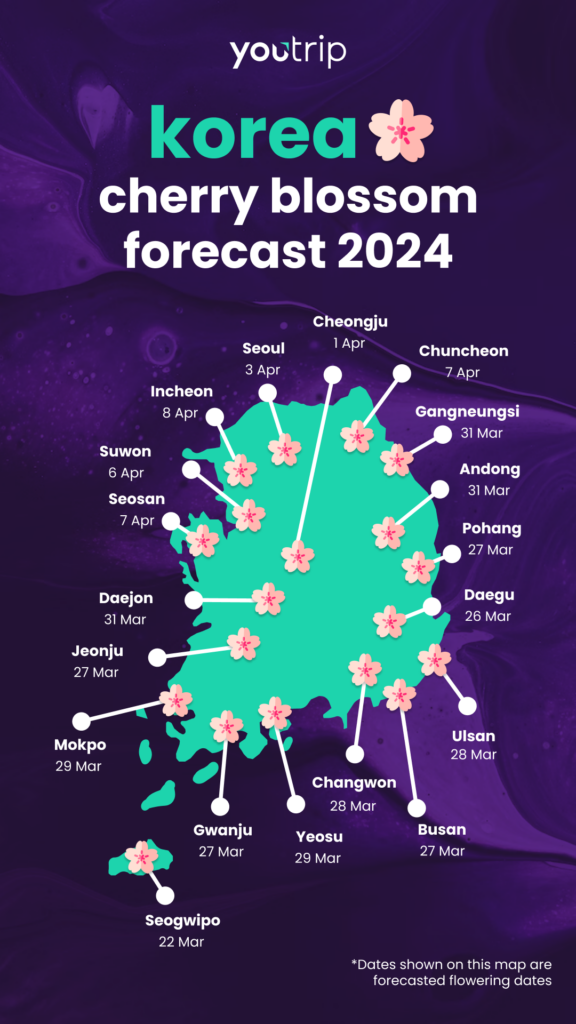 South Korea Cherry Blossom Forecast 2024: When And Where To Spot Them