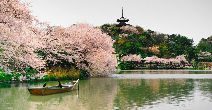 Best Time To Visit Japan 2024: Your Month-By-Month Guide