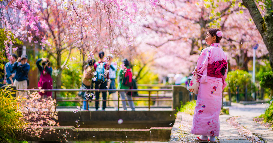 South Korea Cherry Blossom Forecast 2024: When And Where To Spot Them