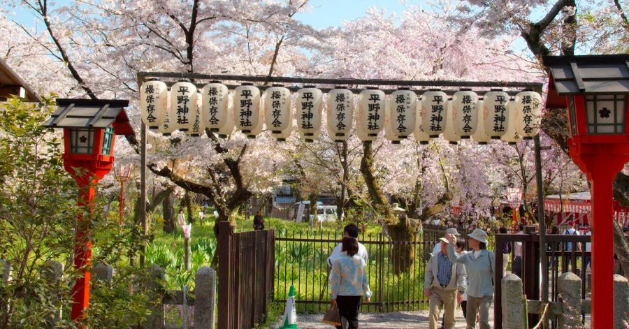 South Korea Cherry Blossom Forecast 2024: When And Where To Spot Them