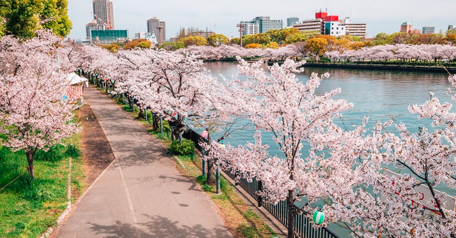 Cherry Blossom Season Japan 2025: Sakura Forecast