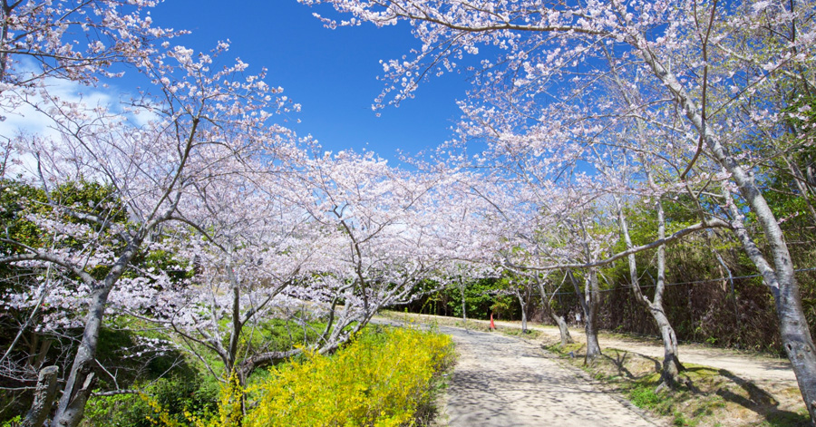 Cherry Blossom Season Japan 2025: Sakura Forecast