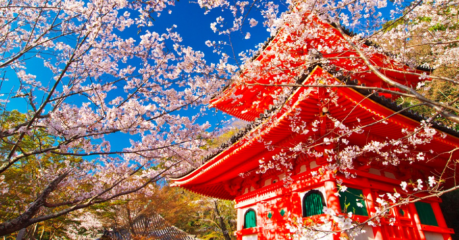 Cherry Blossom Season Japan 2025: Sakura Forecast