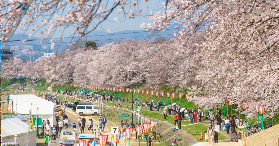 Cherry Blossom Season Japan 2025: Sakura Forecast