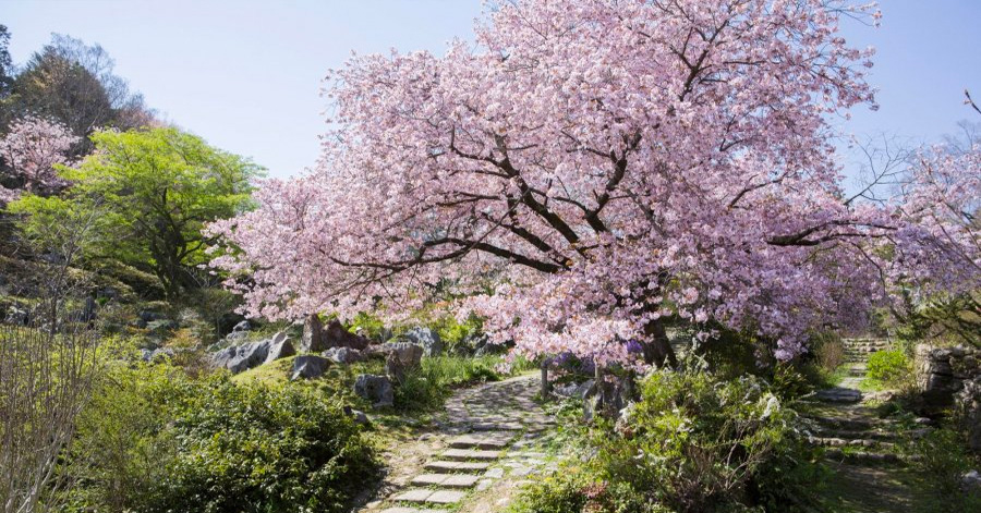 Cherry Blossom Season Japan 2025: Sakura Forecast