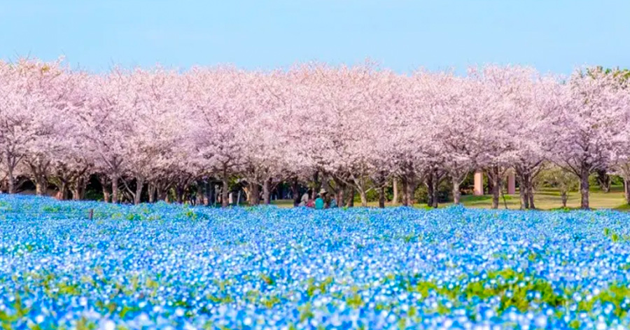 Cherry Blossom Season Japan 2025: Sakura Forecast