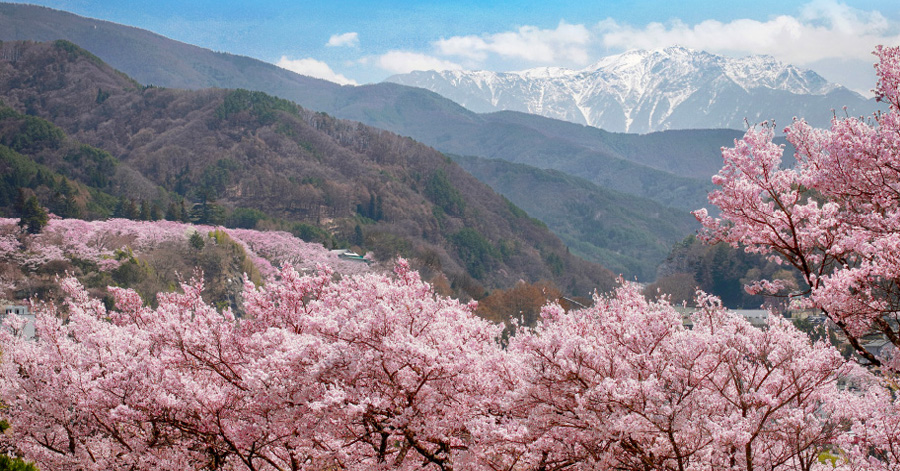 Cherry Blossom Season Japan 2025: Sakura Forecast
