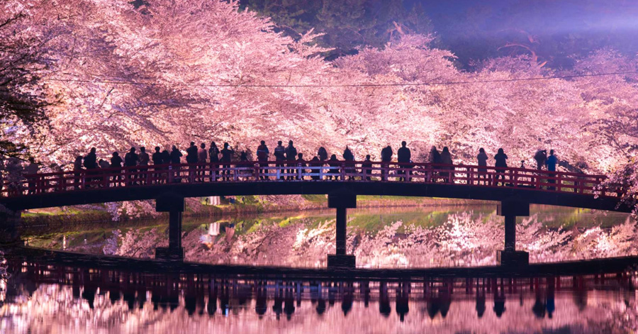 Cherry Blossom Season Japan 2025: Sakura Forecast