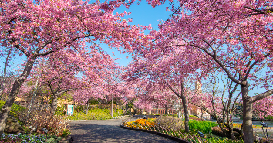 Cherry Blossom Season Japan 2025: Sakura Forecast