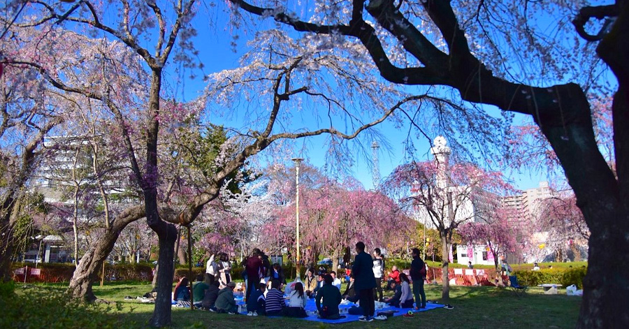 Cherry Blossom Season Japan 2025: Sakura Forecast