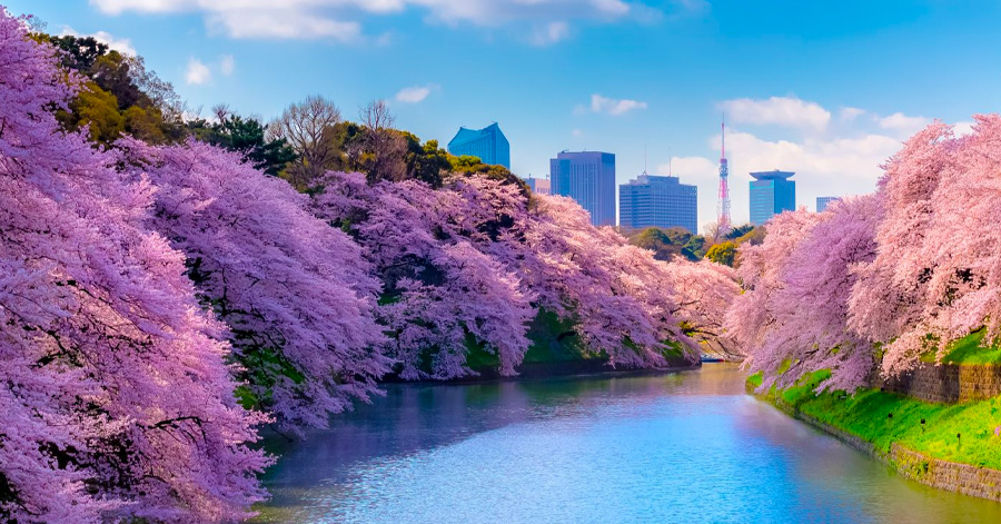 Cherry Blossom Season Japan 2025: Sakura Forecast