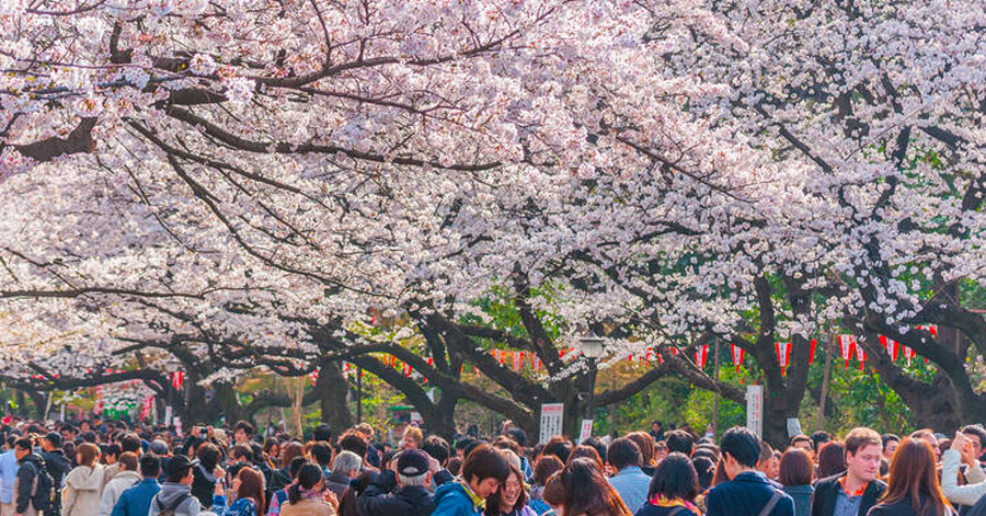 Cherry Blossom Season Japan 2025: Sakura Forecast