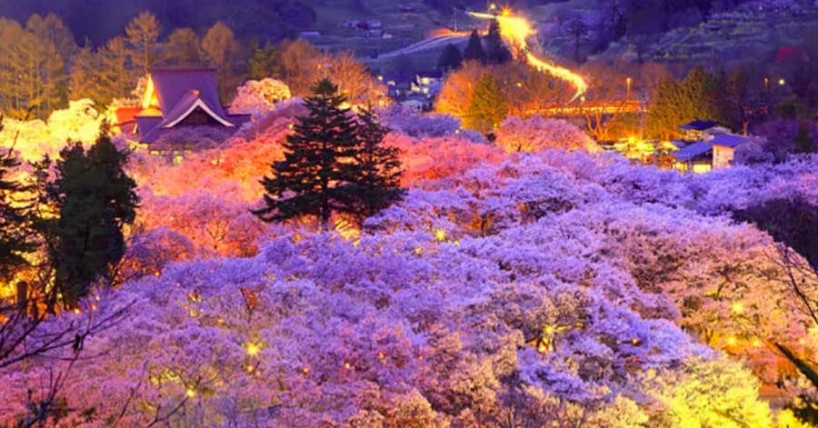 Cherry Blossom Season Japan 2025: Sakura Forecast