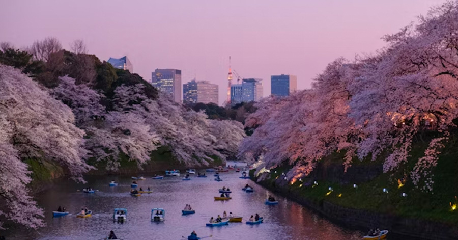 Japan Cherry Blossom Forecast 2024: When And Where To Spot Sakura