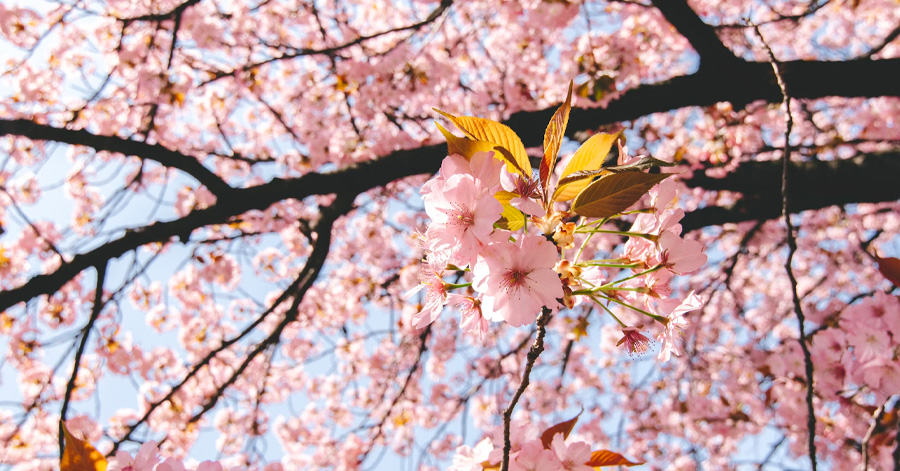 Cherry Blossom Season Japan 2025: Sakura Forecast