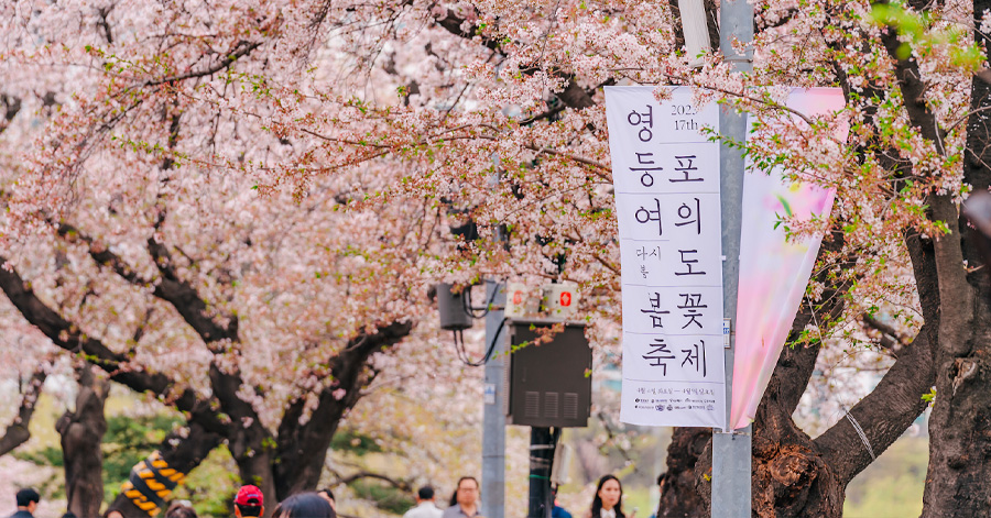 South Korea Cherry Blossom Forecast 2024: When And Where To Spot Them