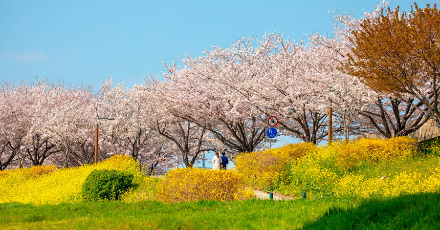 South Korea Cherry Blossom Forecast 2024: When And Where To Spot Them