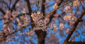 South Korea Cherry Blossom Forecast 2024: When And Where To Spot Them