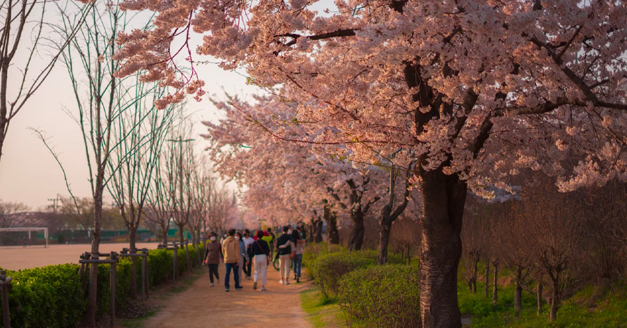 South Korea Cherry Blossom Forecast 2024: When And Where To Spot Them