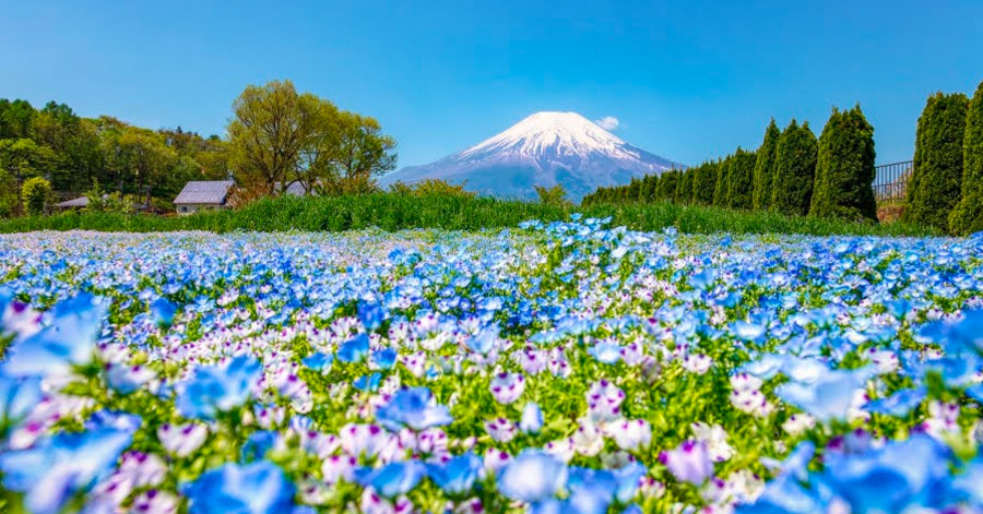 Mount Fuji Guide For First Timers 2024