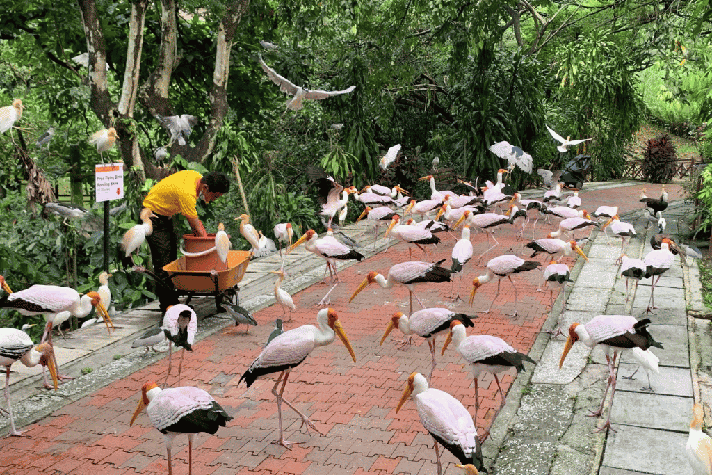 Flock of milky storks on a path as a keeper feeds them at KL Bird Park