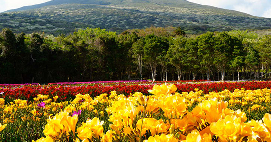 Flower Festivals In Japan To Look Forward To In 2024