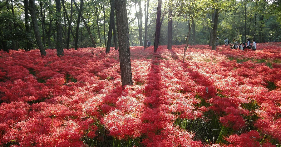 Flower Festivals In Japan To Look Forward To In 2024