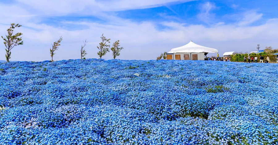 Flower Festivals In Japan To Look Forward To In 2024