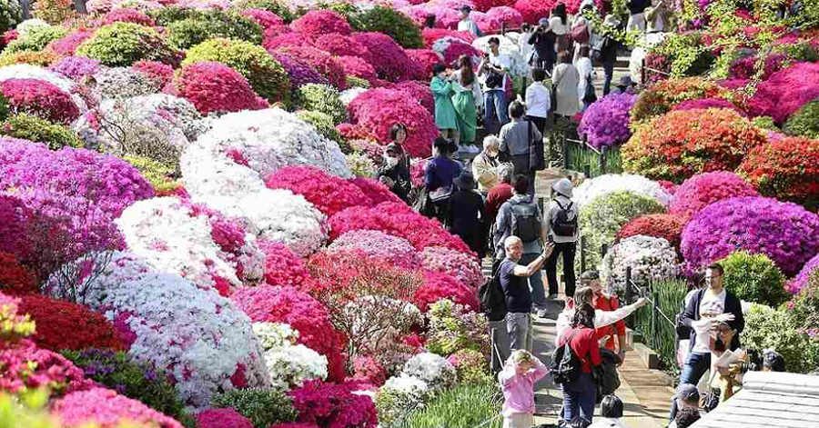 Flower Festivals In Japan To Look Forward To In 2024