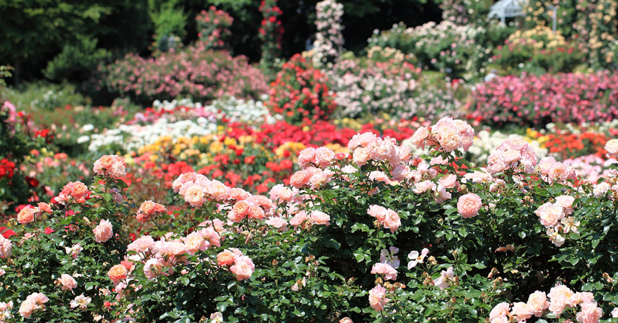 Flower Festivals In Japan To Look Forward To In 2024