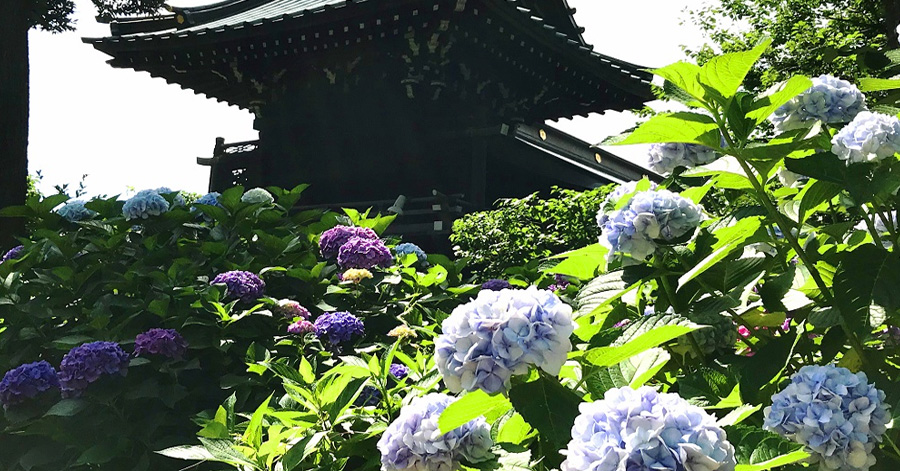 Flower Festivals In Japan To Look Forward To In 2024