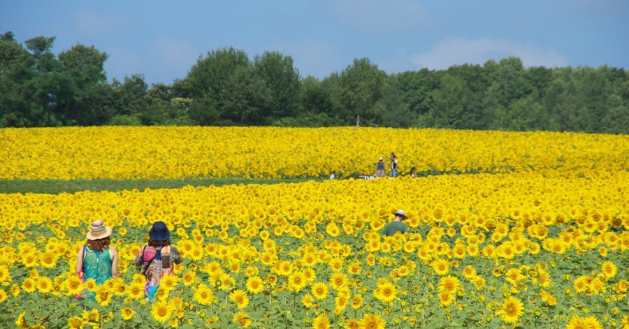 Flower Festivals In Japan To Look Forward To In 2024